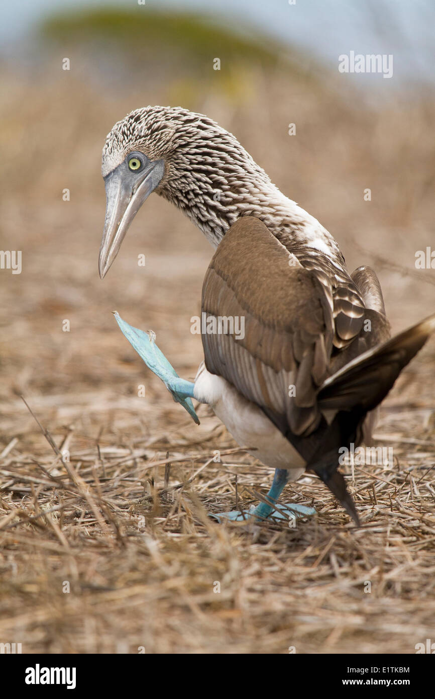 Blue-footed Booby, Sula nebouxii, Isla Del Plato, côte ouest, Equateur Banque D'Images