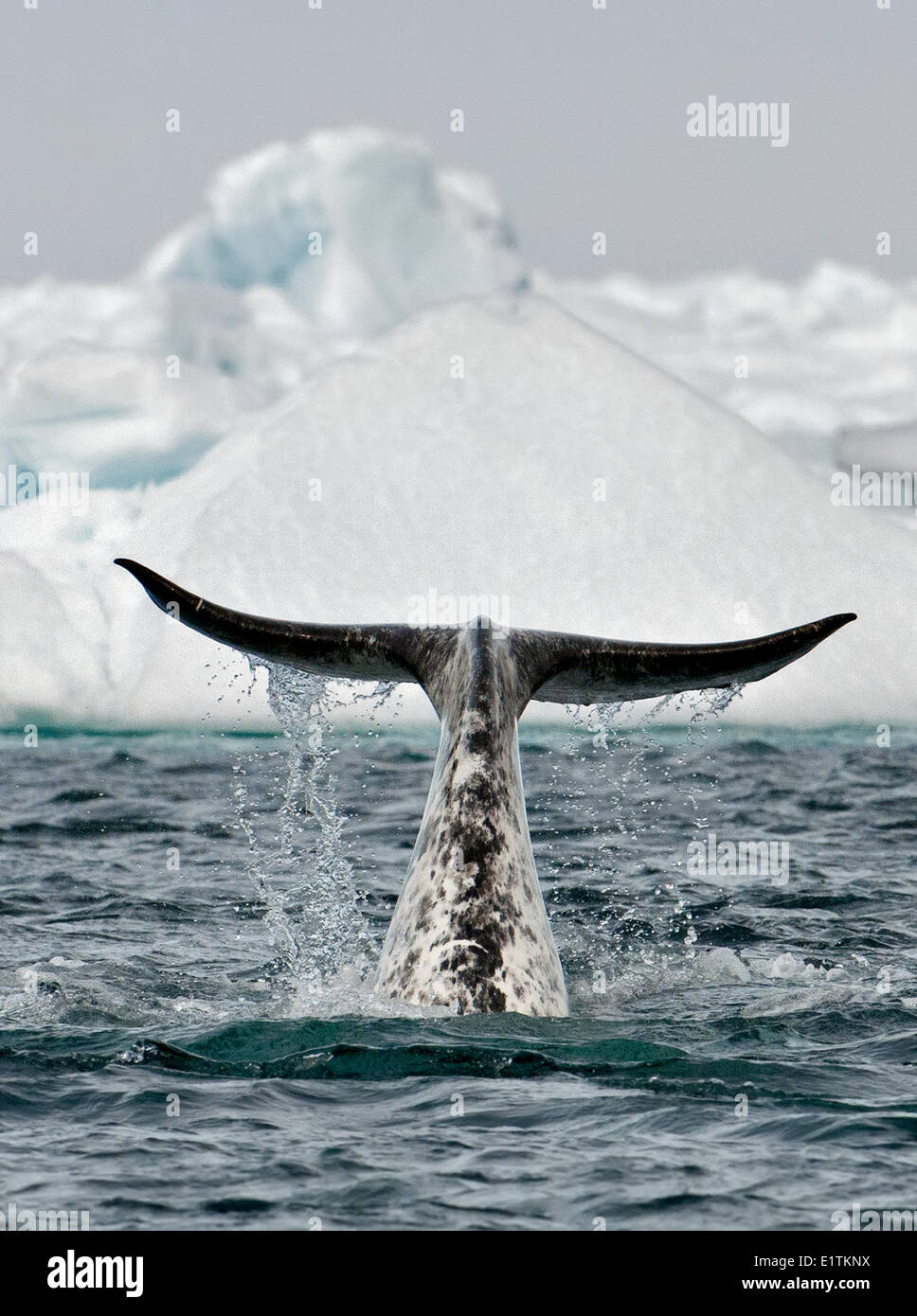 Animal De Narval Banque D Image Et Photos Alamy Animal De Narval Banque D Image Et Photos Alamy