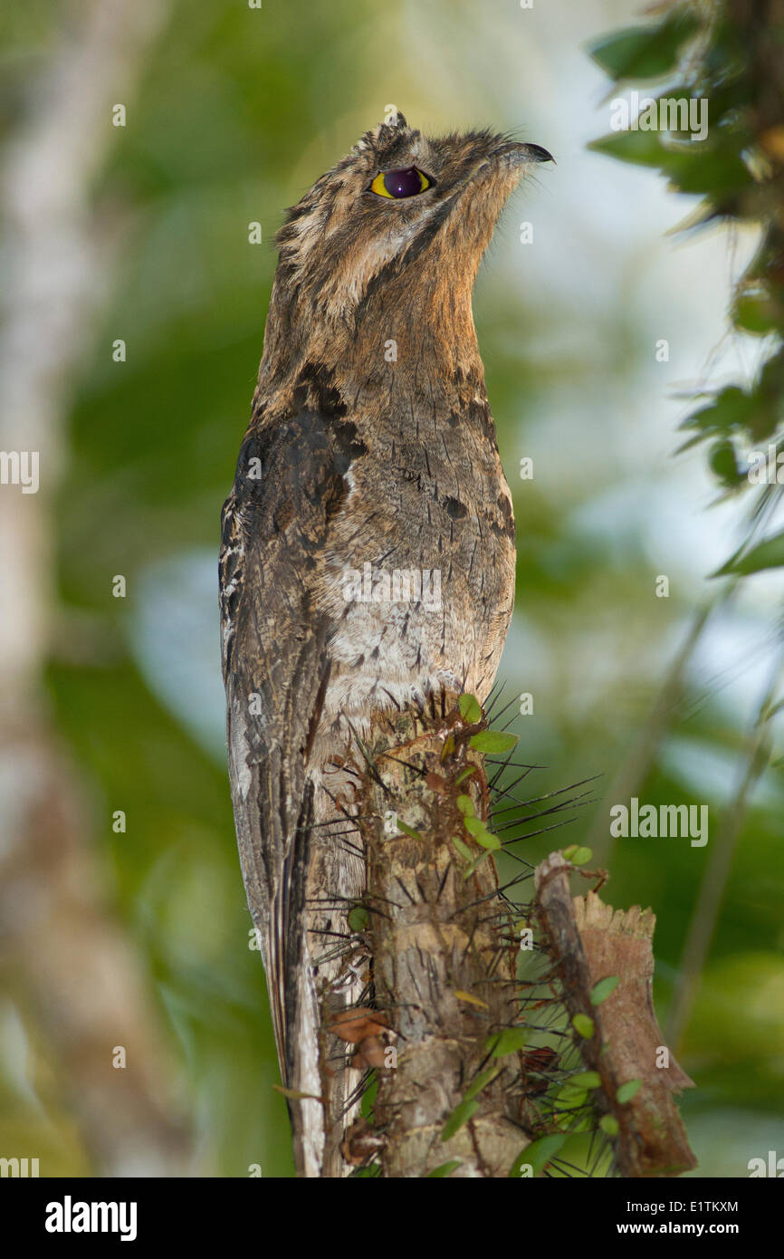 Nyctibius griseus Common PoToo,, Rio Napo, Amazonie, Equateur Banque D'Images