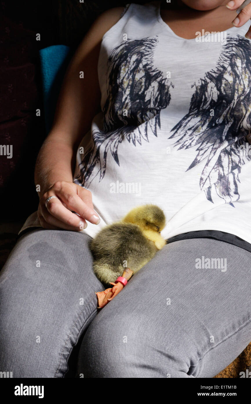 Jeune oie, gosling endormie sur les genoux d'une jeune femme, au Pays de Galles, Royaume-Uni. Banque D'Images