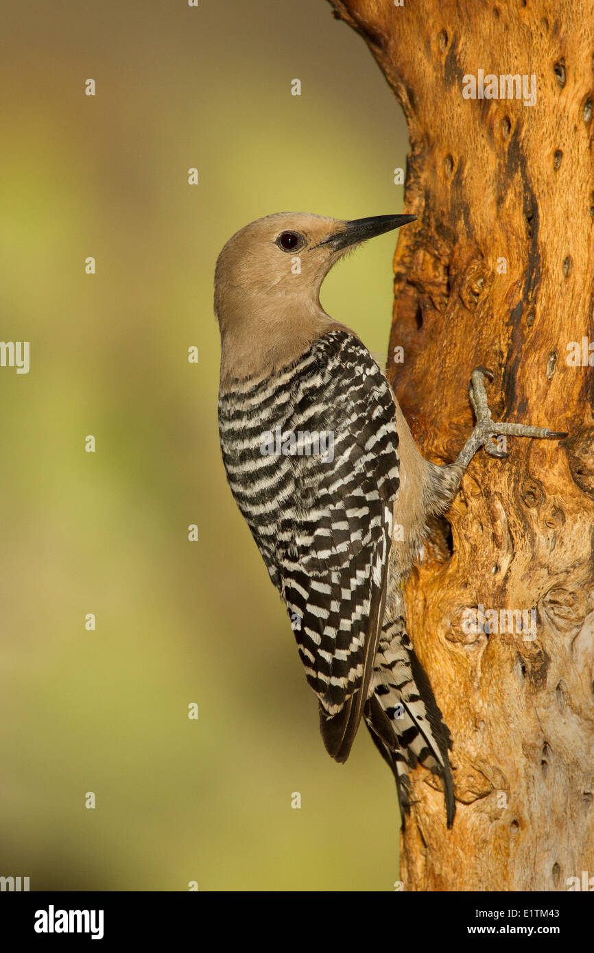 Woodpecker Melanerpes uropygialis Gila,, désert de Sonora, en Arizona, USA Banque D'Images