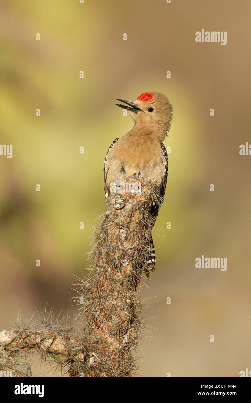 Woodpecker Melanerpes uropygialis Gila,, désert de Sonora, en Arizona, USA Banque D'Images