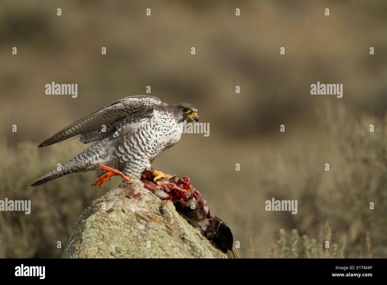 Le faucon gerfaut, Falco rusticolus, manger les proies (Mallard), Kamloops, BC, Canada, Banque D'Images