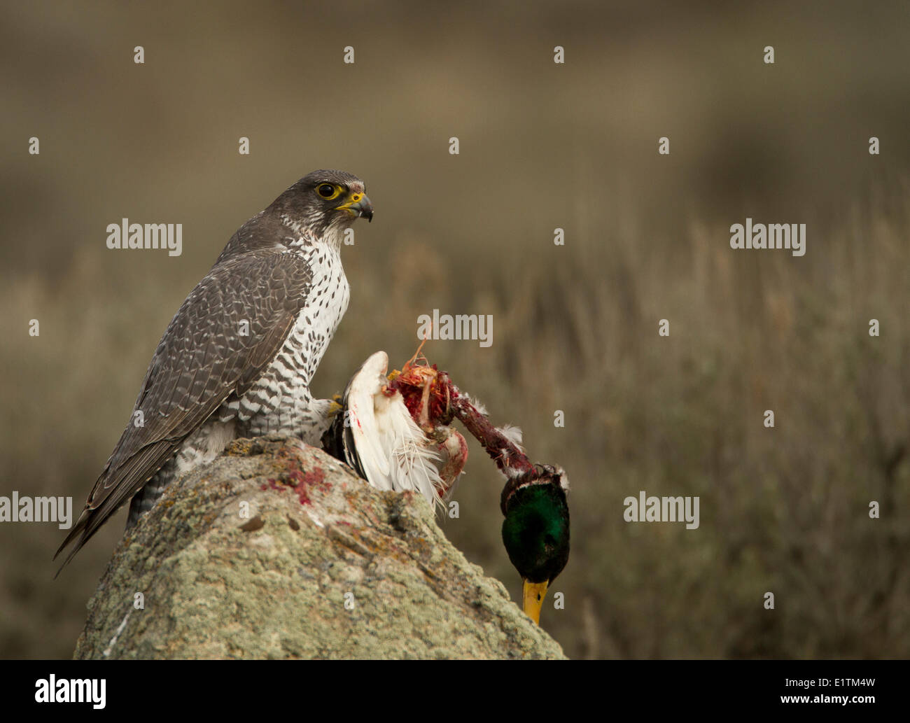 Le faucon gerfaut, Falco rusticolus, manger les proies (Mallard), Kamloops, BC, Canada, Banque D'Images