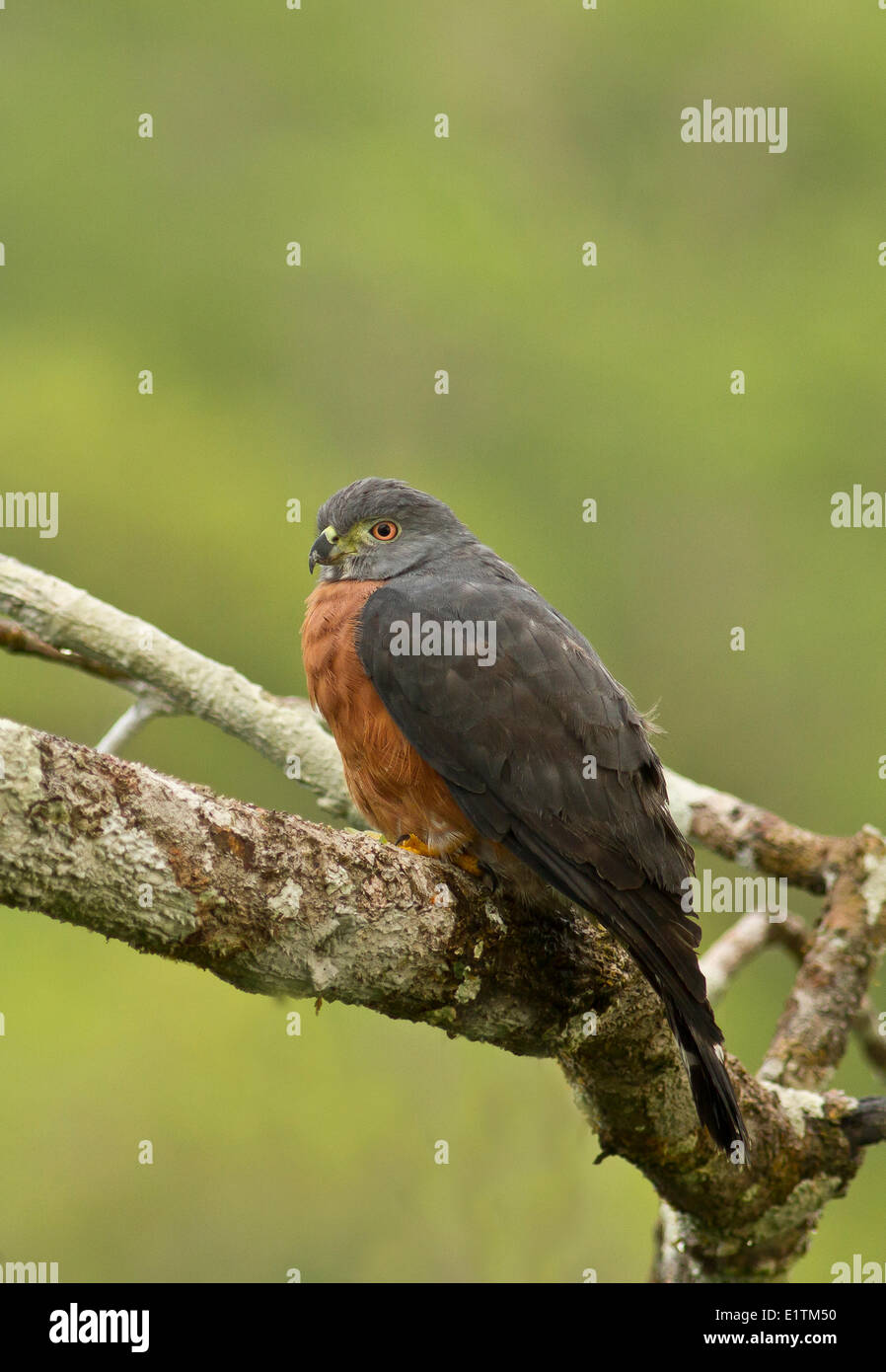 Hook-billed Kite, appelé Chondrohierax uncinatus, Rio Napo, Amazonie, Equateur Banque D'Images
