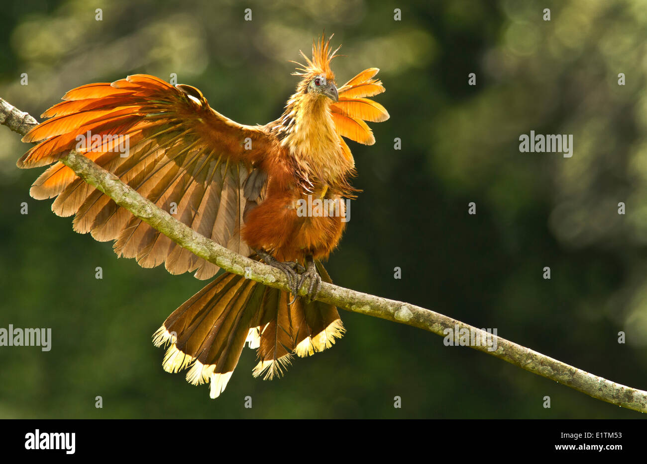 , Hoatzin Opisthocomus opithocamus, Rio Napo, Amazonie, Equateur Banque D'Images