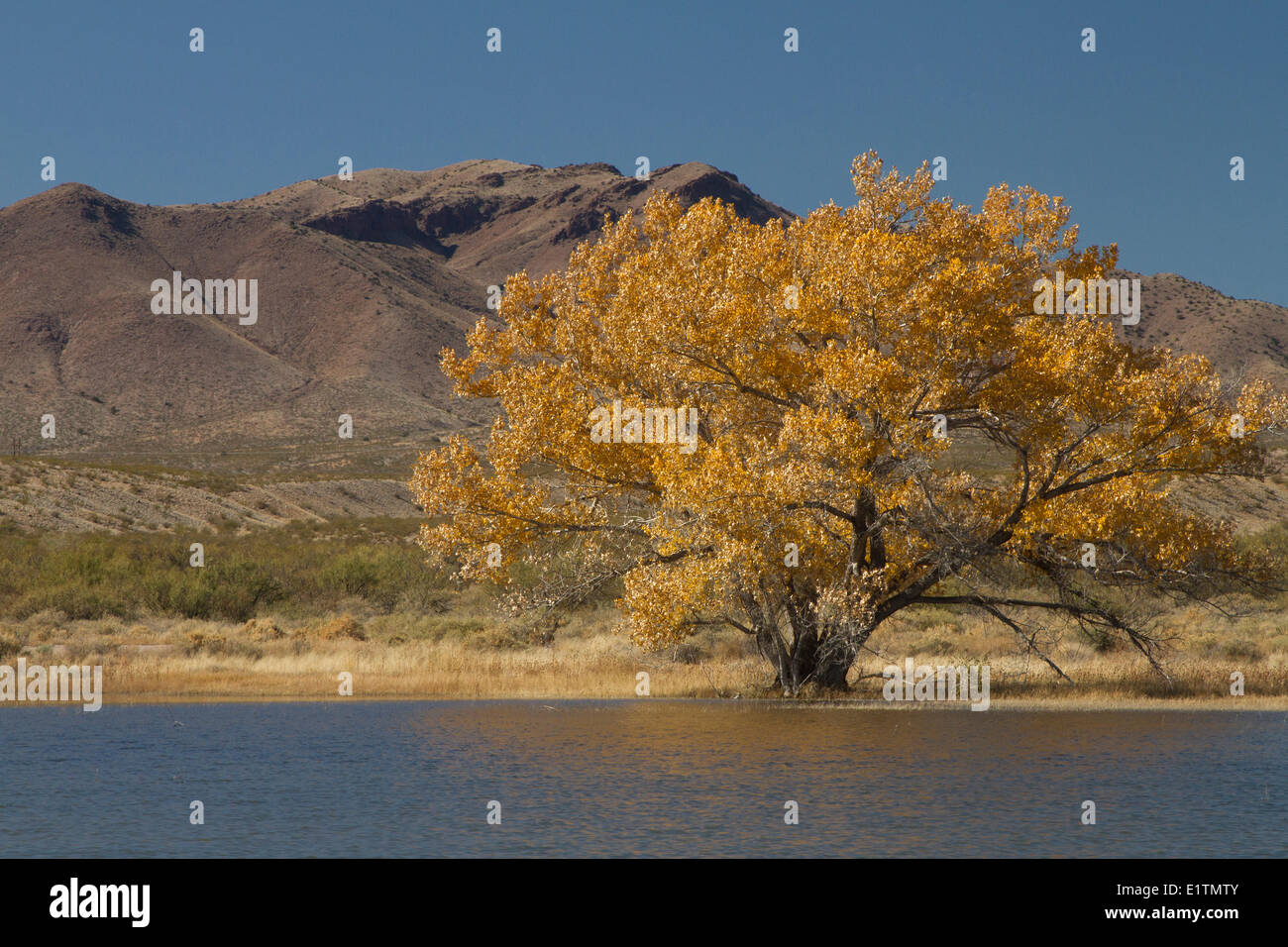 Bosque del Apache, New Mexico, USA Banque D'Images