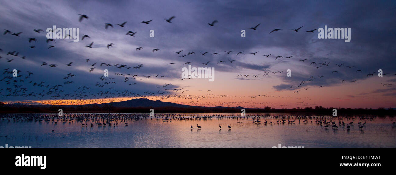 Bosque del Apache, New Mexico, USA Banque D'Images