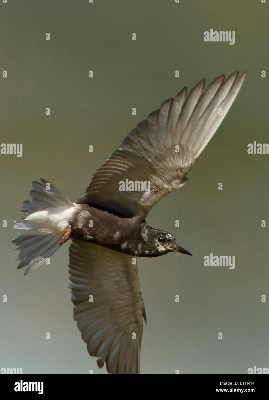 Guifette noire Chlidonias niger,, Alberta, Canada Banque D'Images