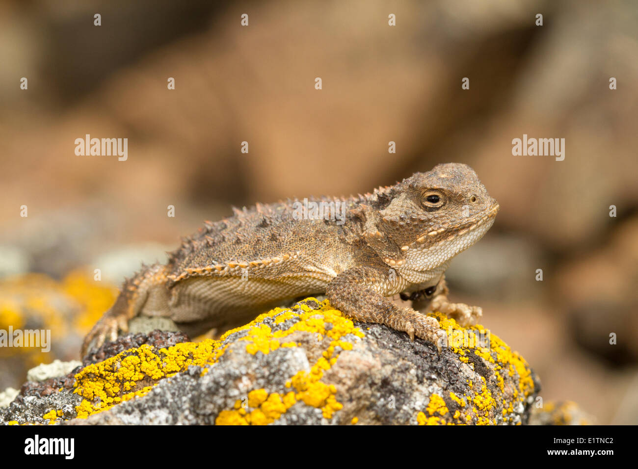 Pigmy Short-horned lizard, Phrynosoma douglassi, Washington, États-Unis Banque D'Images