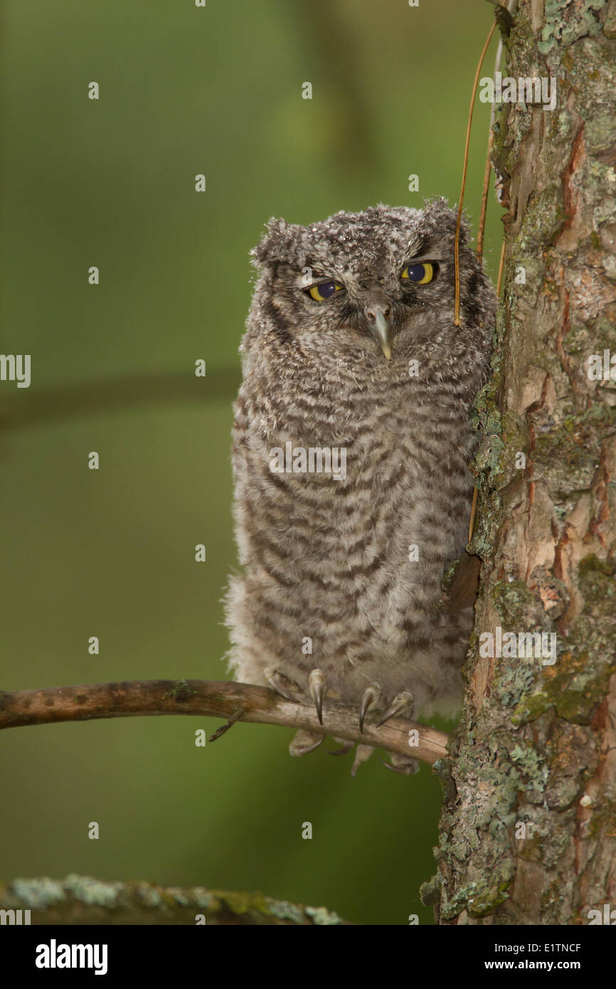 Western Screech Owl (intérieur), Megascops kennicottii macfarlanei, Centre de la Colombie-Britannique, Canada, Banque D'Images