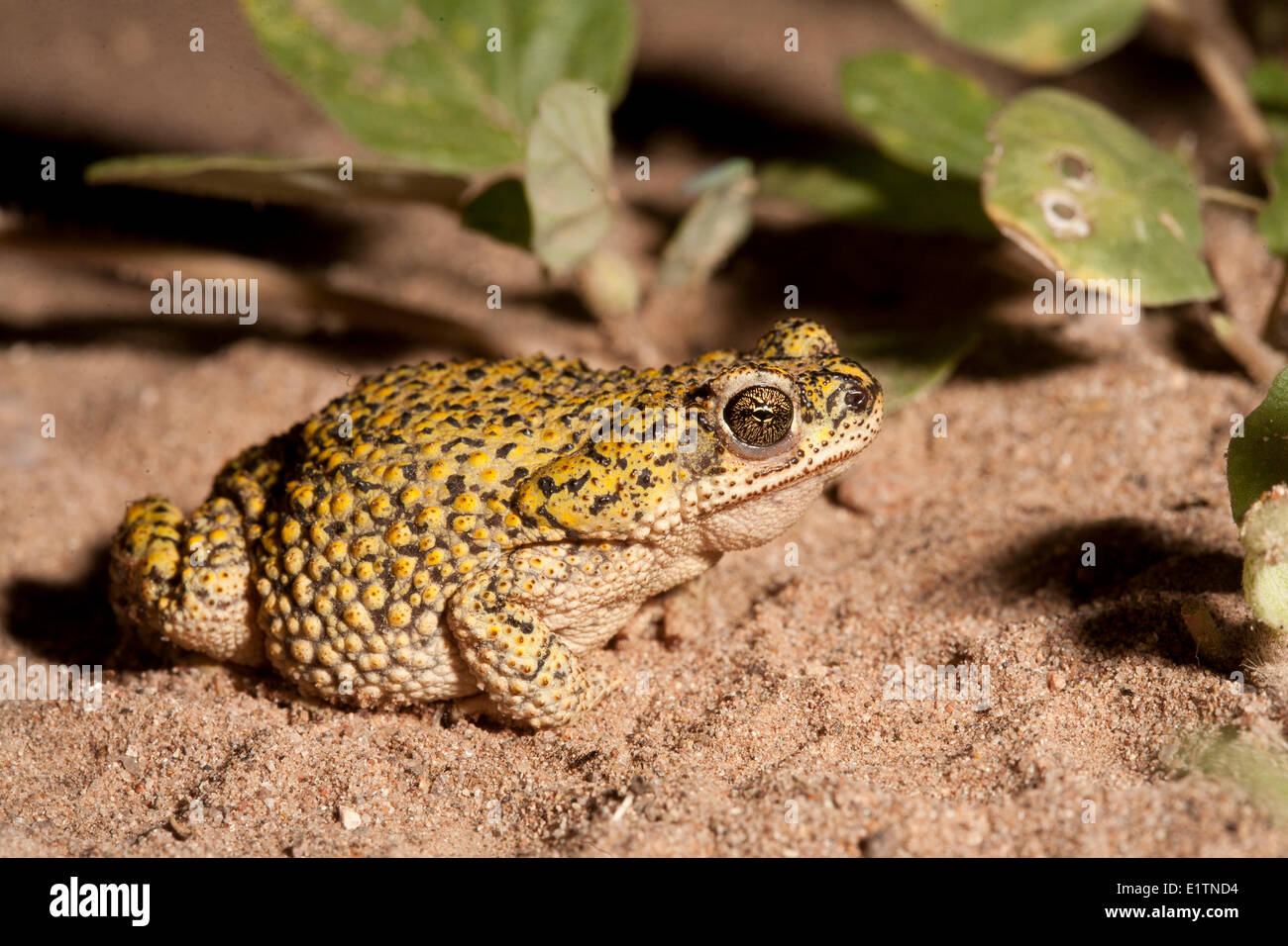 Toad Anaxyrus debilis, vert, Arizona, USA Banque D'Images