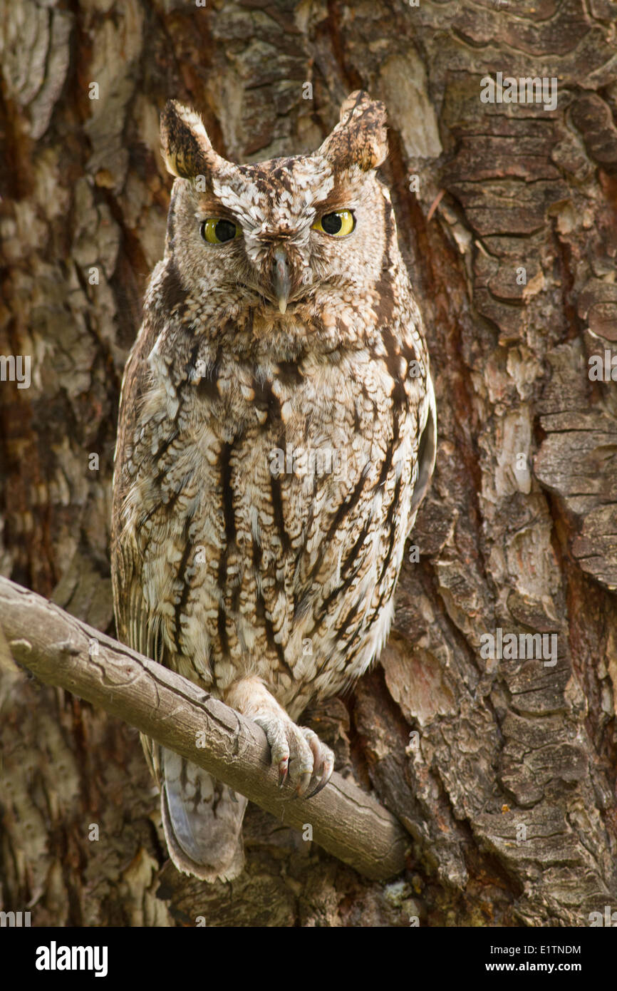 Western Screech Owl (intérieur), Megascops kennicottii macfarlanei, Centre de la Colombie-Britannique, Canada, Banque D'Images