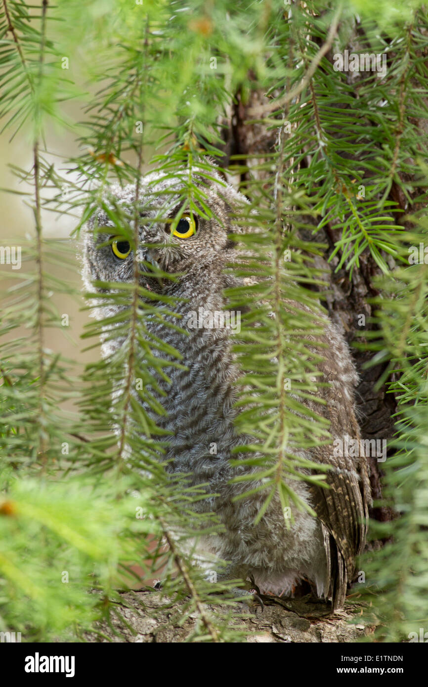 Western Screech Owl (intérieur), Megascops kennicottii macfarlanei, Centre de la Colombie-Britannique, Canada, Banque D'Images