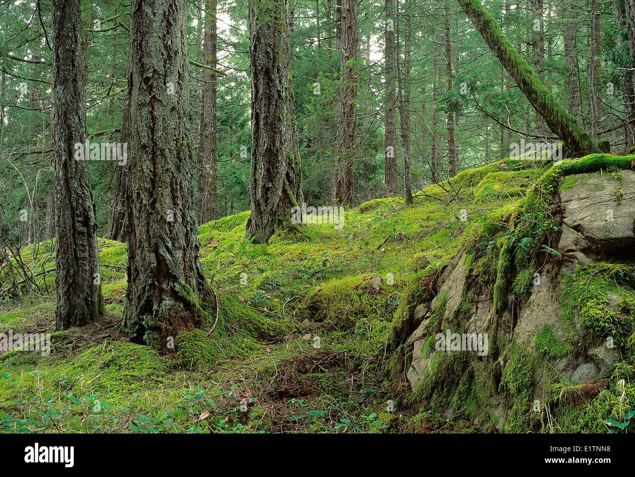 Forêt de sapins Douglas, vieille forêt, le sud de la Colombie-Britannique, île de Vancouver, Canada Banque D'Images