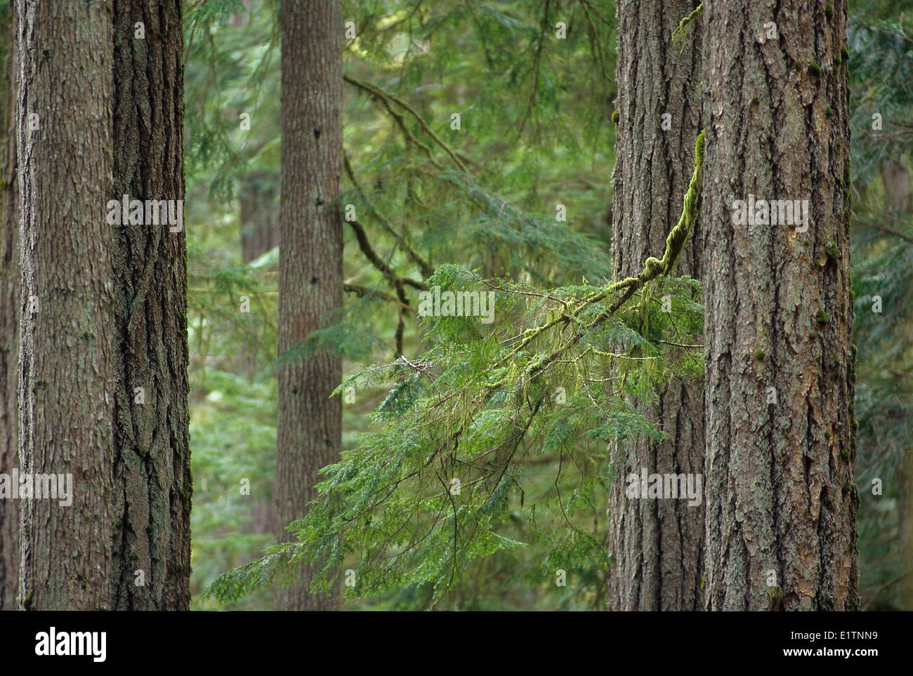 Forêt de sapins Douglas, vieille forêt, le sud de la Colombie-Britannique, île de Vancouver, Canada Banque D'Images