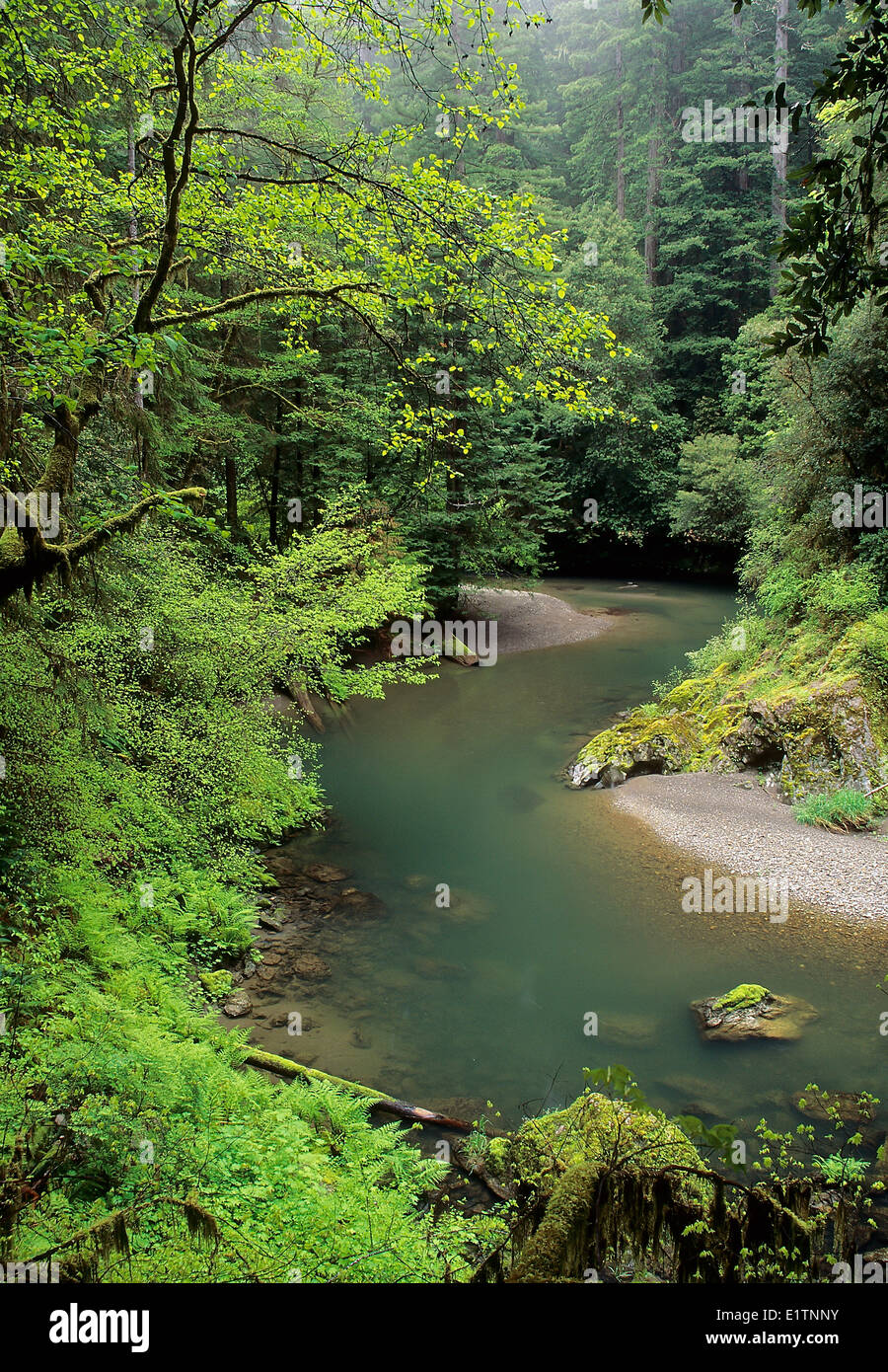 Stout Creek, Californie du Nord, USA Banque D'Images