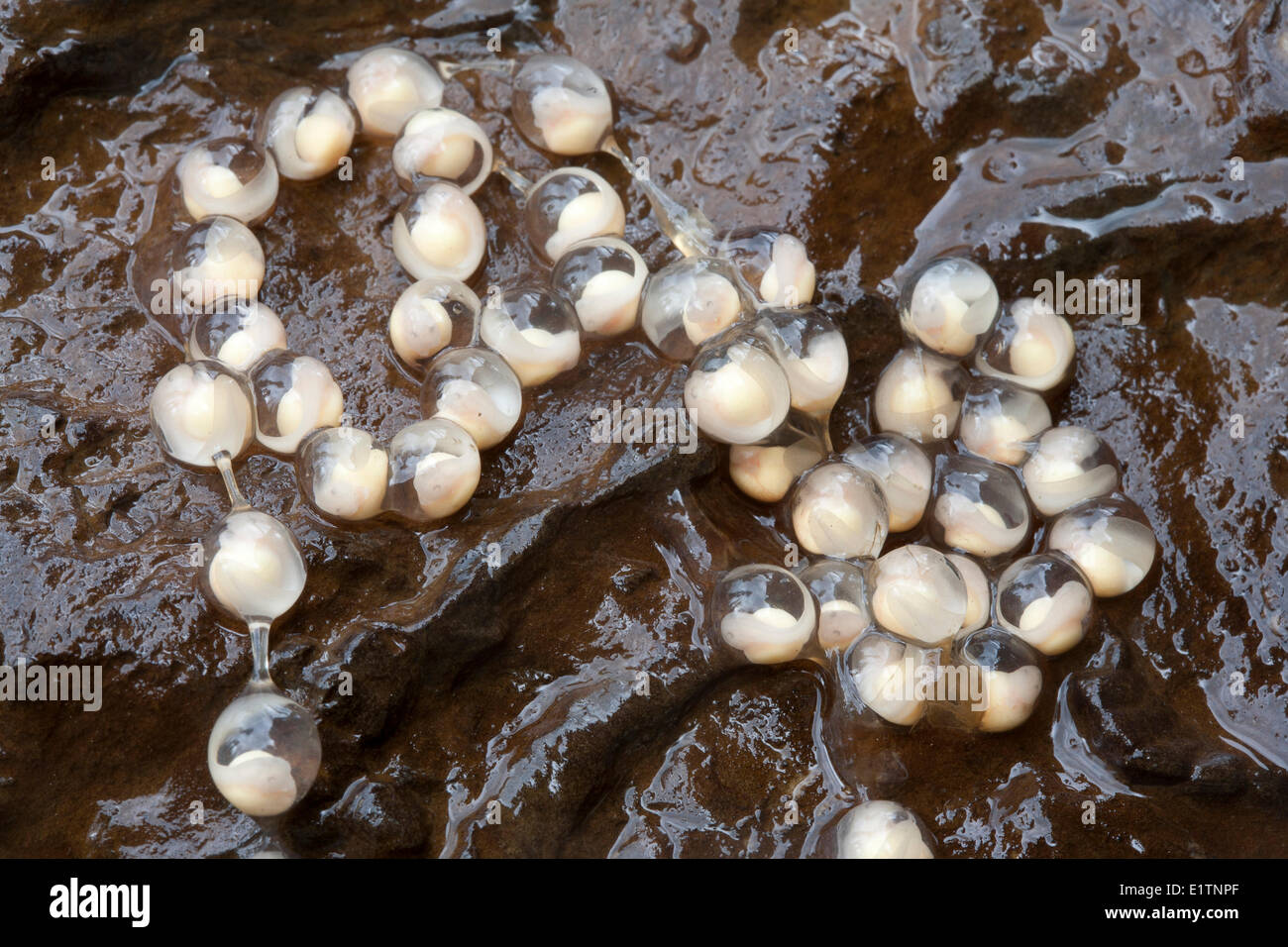 La grenouille-à-queue des Rocheuses, la masse des oeufs, Ascaphus montanus, Moyie River, Kootenays, BC, Canada Banque D'Images