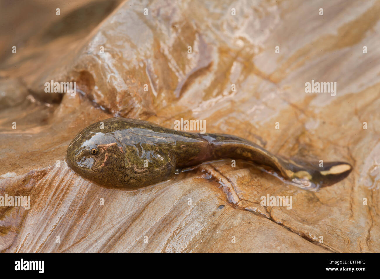 La grenouille-à-queue des Rocheuses, têtard, Ascaphus montanus, Moyie River, Kootenays, BC, Canada Banque D'Images