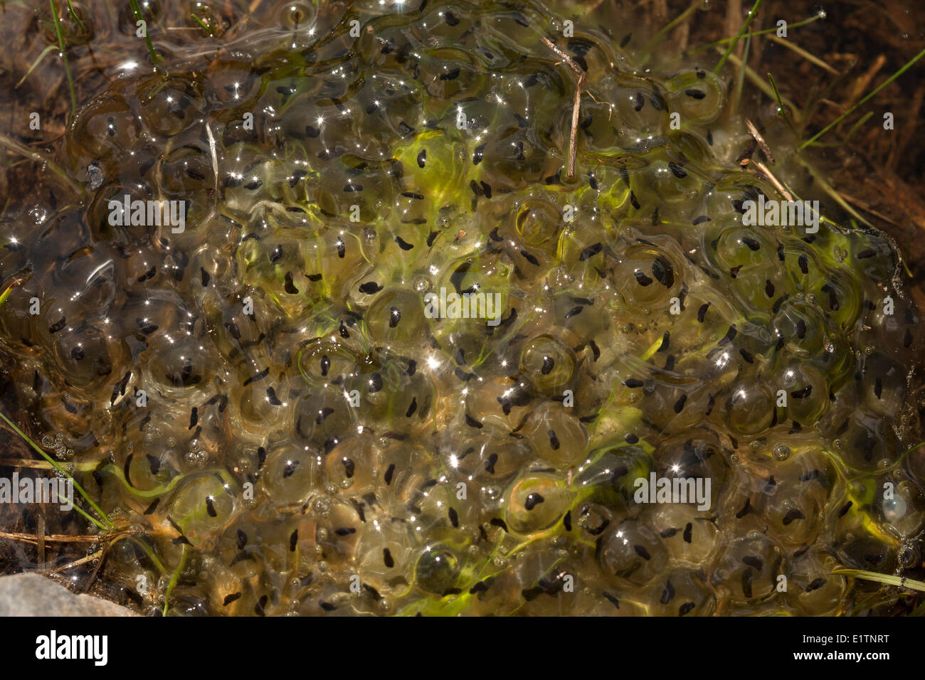 Frog egg Banque de photographies et d’images à haute résolution Alamy — free download