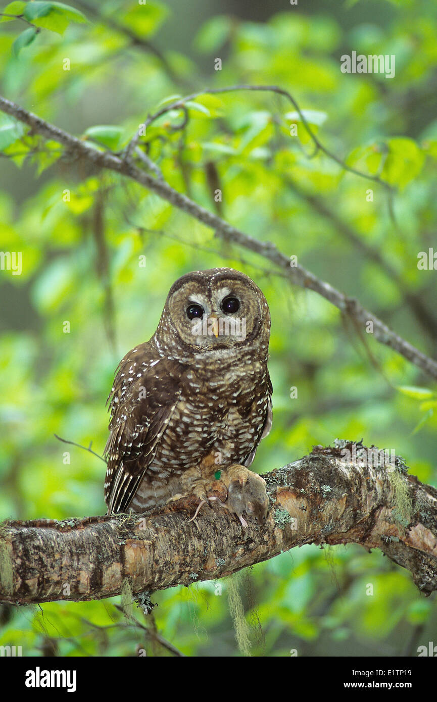 Chouette tachetée du Nord (Strix occidentalis caurina), le sud de la Colombie-Britannique, Canada Banque D'Images