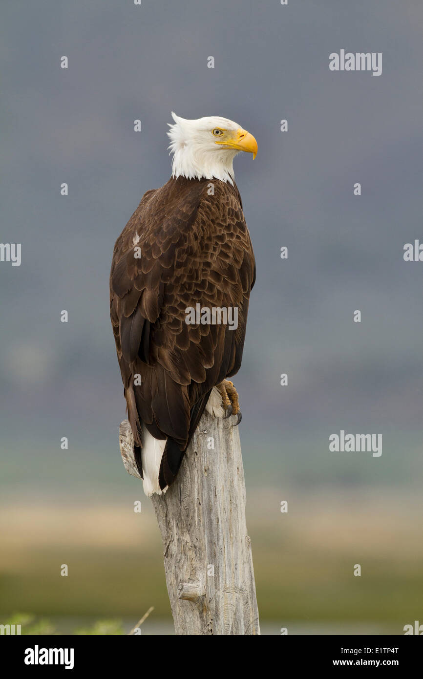 Pygargue à tête blanche Haliaeetus leucocephalus, été, Lac, Oregon, USA Banque D'Images