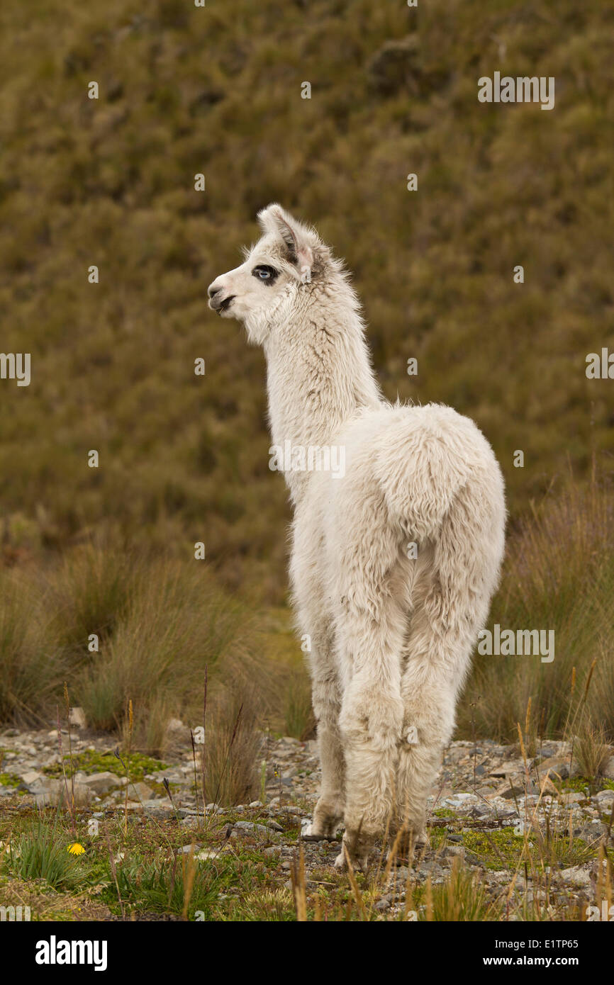 Le lama, Lama glama, Highlands, Equateur Banque D'Images
