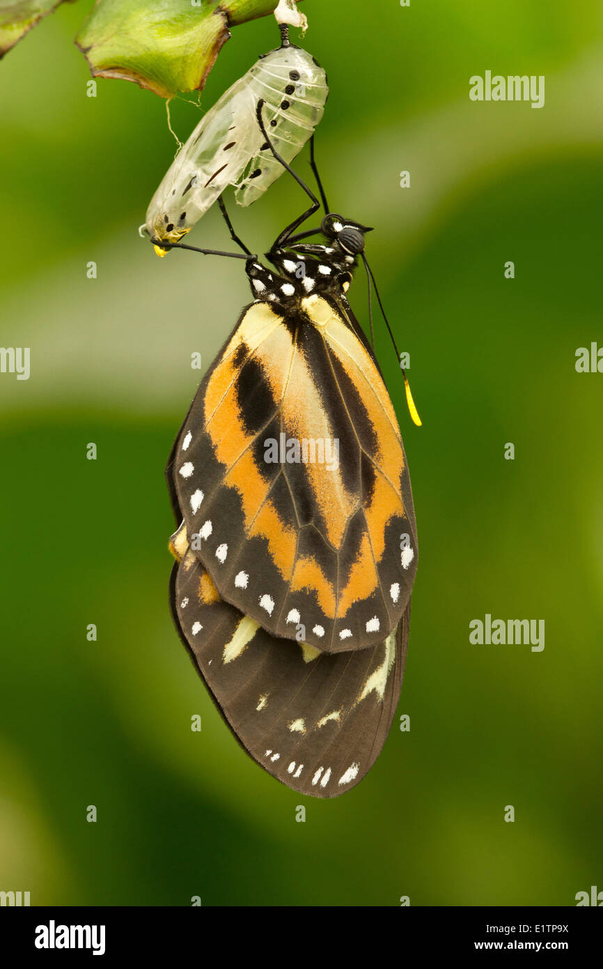 Papillon Tropical, espèce inconnu, Mindo, Equateur Banque D'Images