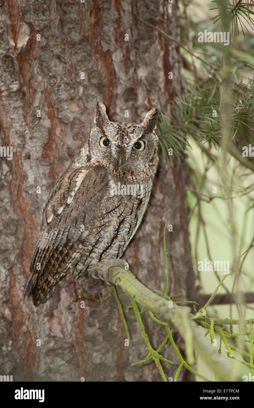 Western Screech Owl (intérieur), Megascops kennicottii macfarlanei, Centre de la Colombie-Britannique, Canada, Banque D'Images