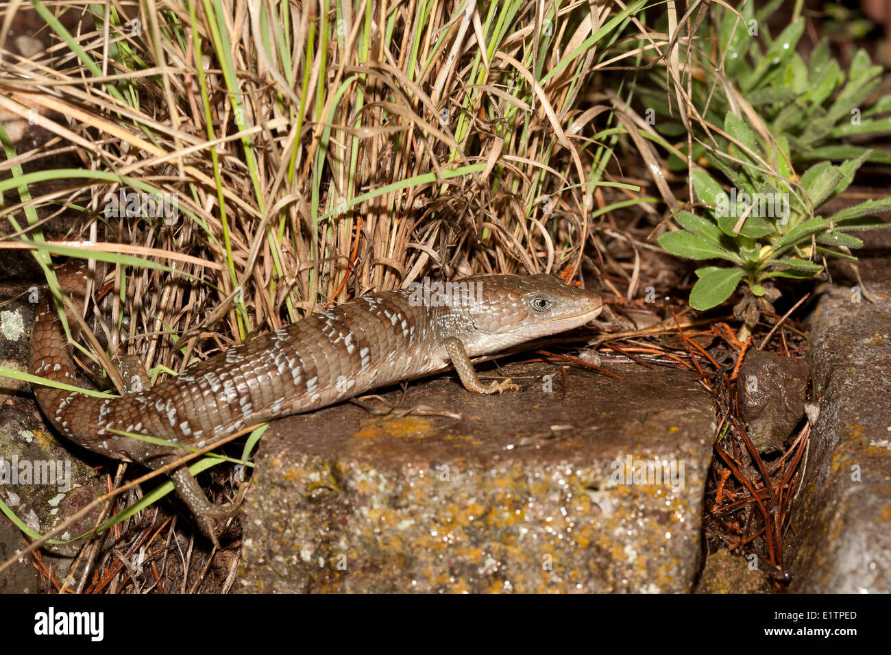 Lézard alligator Madrean, Elgaria kingii, Rio Grande, Texas, États-Unis Banque D'Images