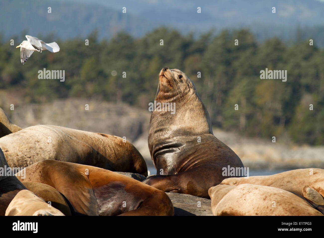 Lion de mer de Californie, Zalophus californianus, Race Rocks, Victoria, BC, Canada Banque D'Images