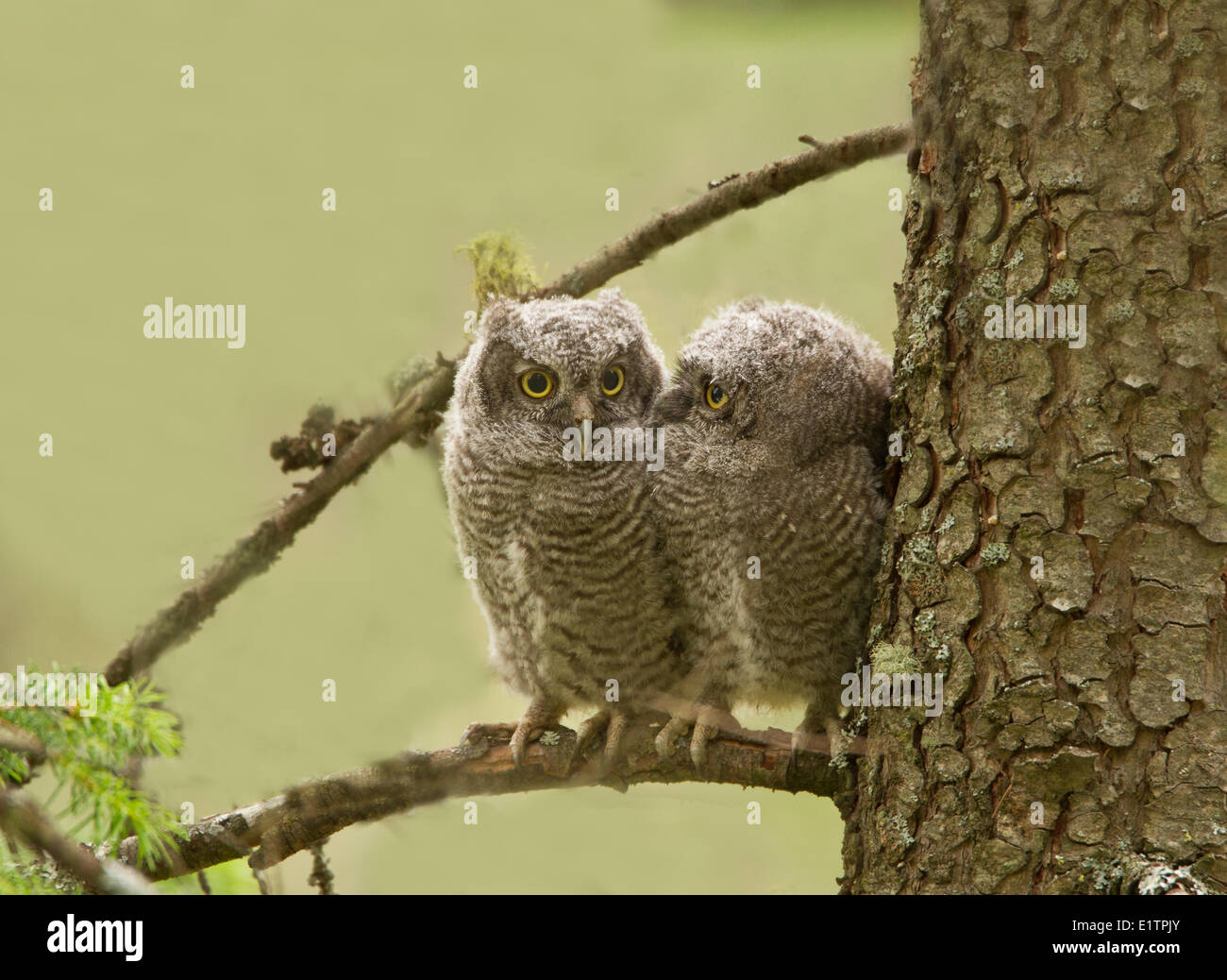 Western Screech Owl (intérieur), Megascops kennicottii macfarlanei, Centre de la Colombie-Britannique, Canada, Banque D'Images