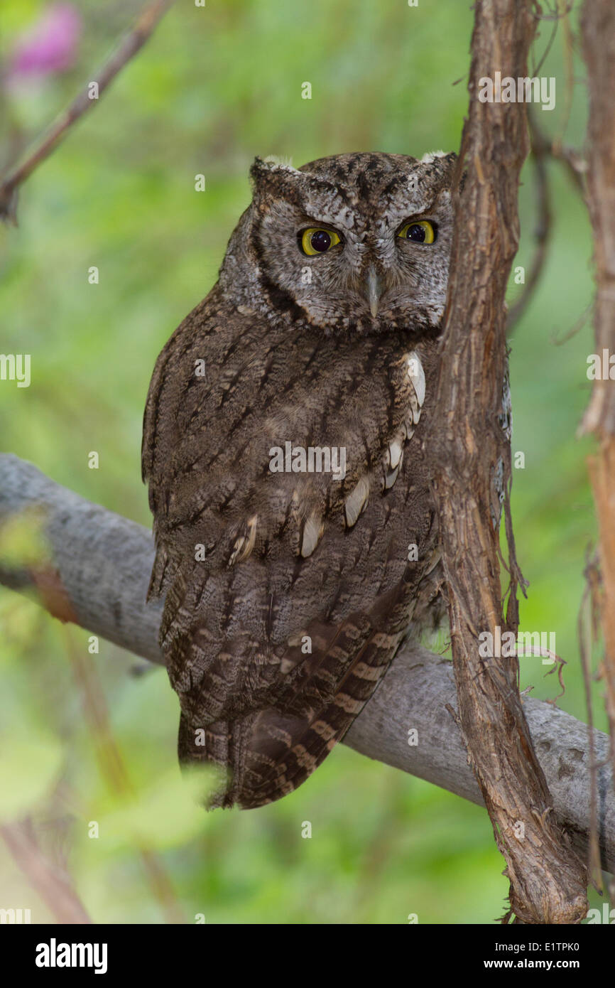 Western Screech Owl (intérieur), Megascops kennicottii macfarlanei, Centre de la Colombie-Britannique, Canada, Banque D'Images