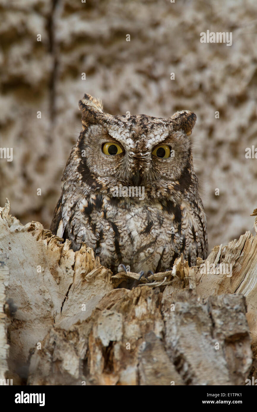 Western Screech Owl (intérieur), Megascops kennicottii macfarlanei, Centre de la Colombie-Britannique, Canada, Banque D'Images