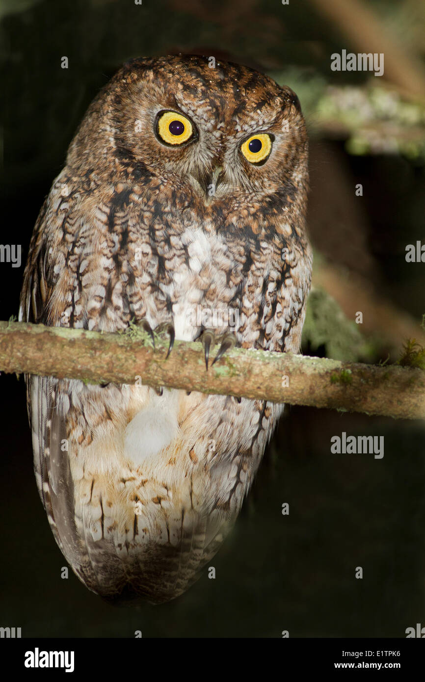Western Screech Owl (zones côtières), Megascops kennicottii kennicottii, côte de la Colombie-Britannique, Victoria, Canada Banque D'Images