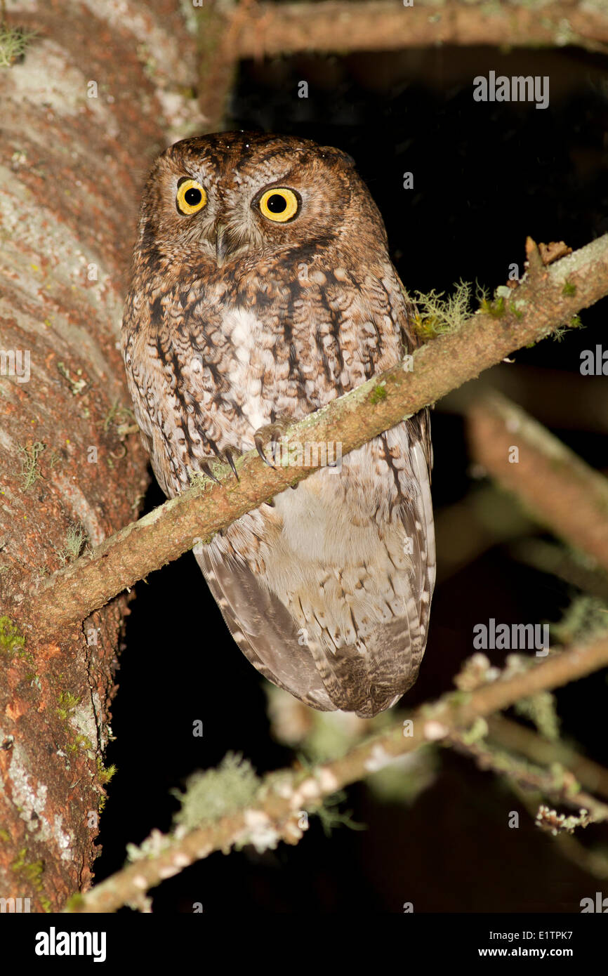 Western Screech Owl (zones côtières), Megascops kennicottii kennicottii, côte de la Colombie-Britannique, Victoria, Canada Banque D'Images