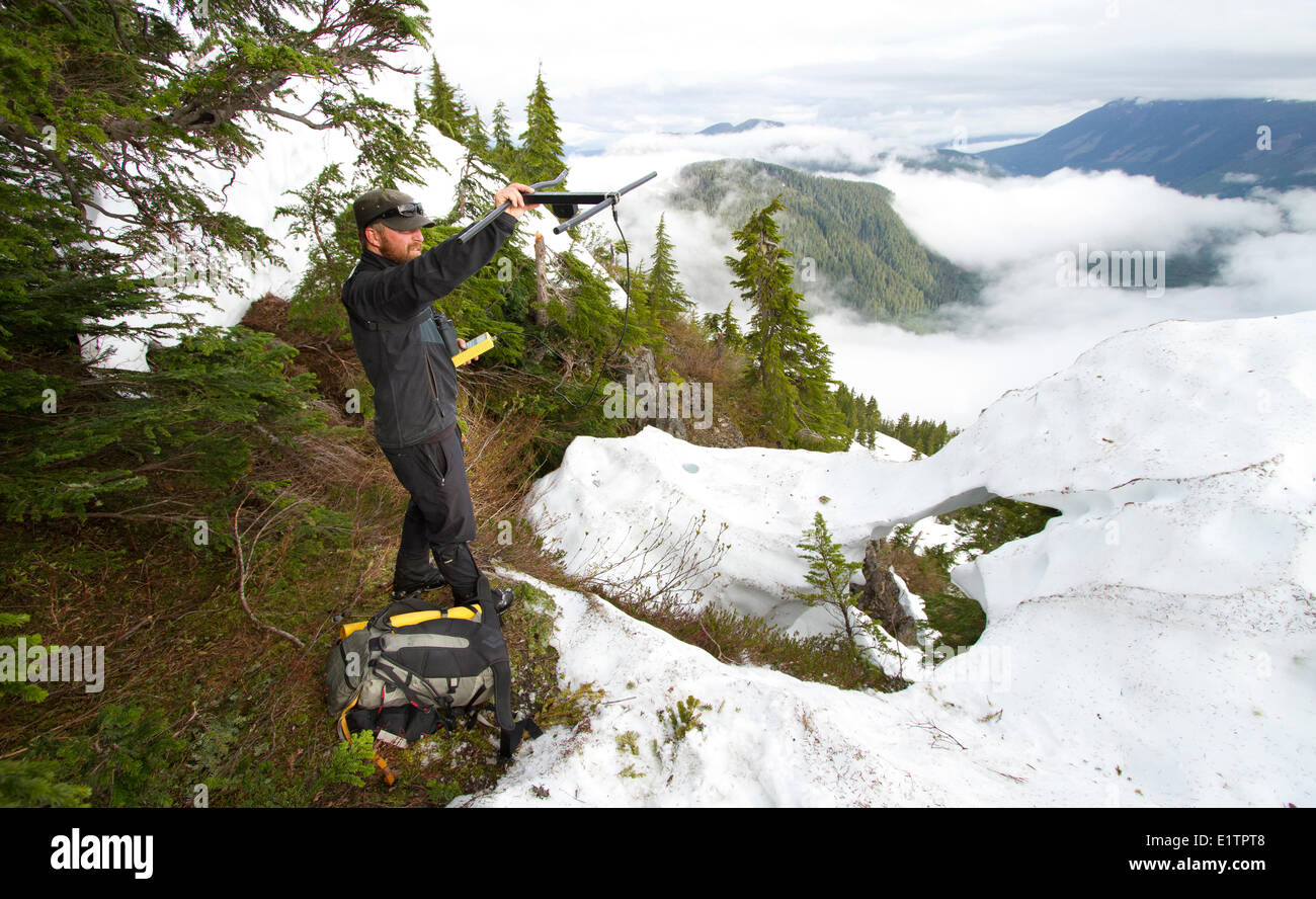 La radio-télémétrie sur les marmottes de l'île de Vancouver, Heather Mountain, région des lacs Nanaimo, île de Vancouver, BC, Canada Banque D'Images