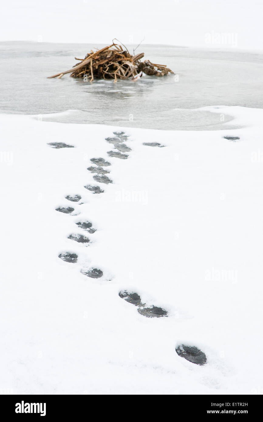Le Coyote (Canis latrans, traces dans la neige autour de rat musqué, Ondatra zibethicus Lodge, parc national Elk Island, en Alberta, Canada Banque D'Images