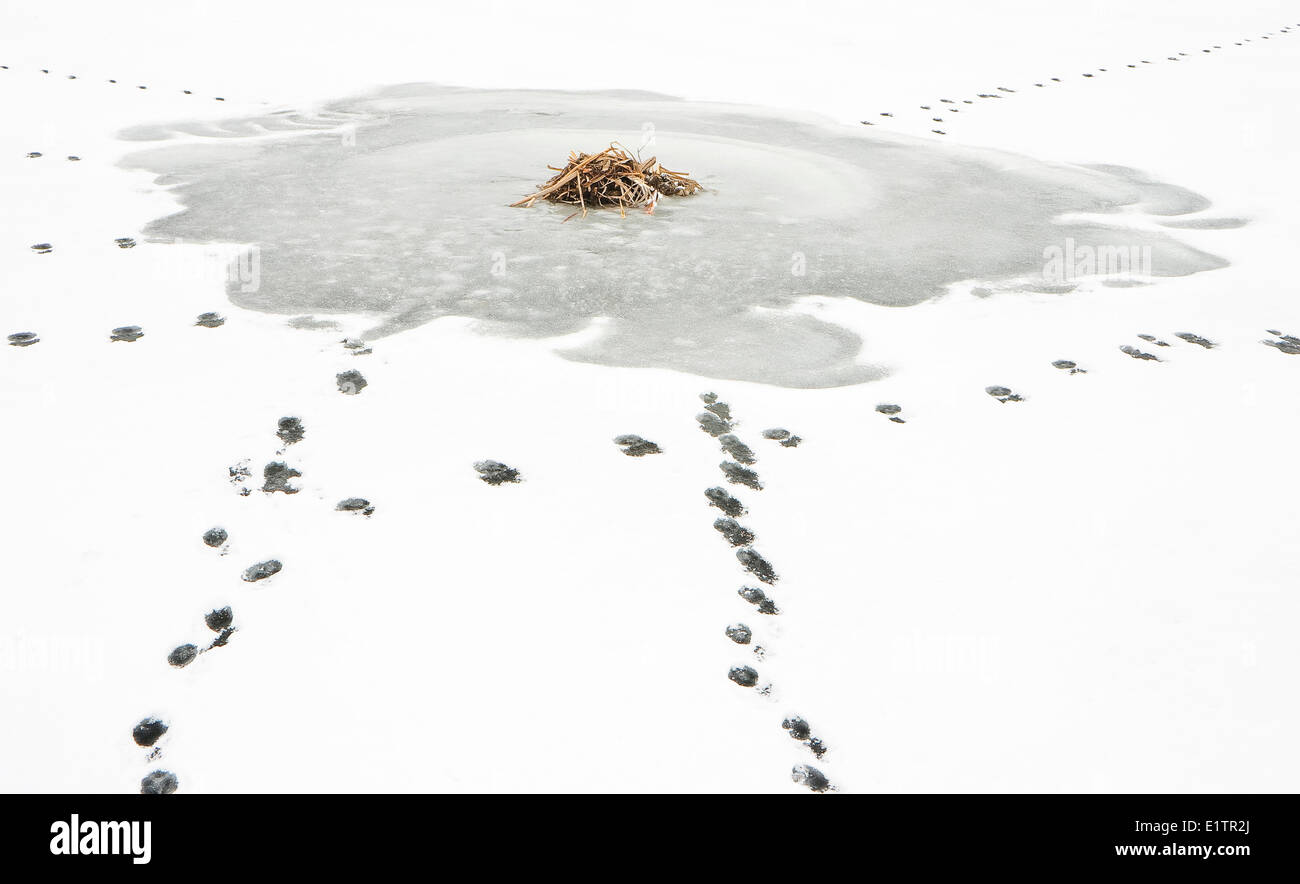 Le Coyote (Canis latrans, traces dans la neige autour de rat musqué, Ondatra zibethicus Lodge, parc national Elk Island, en Alberta, Canada Banque D'Images