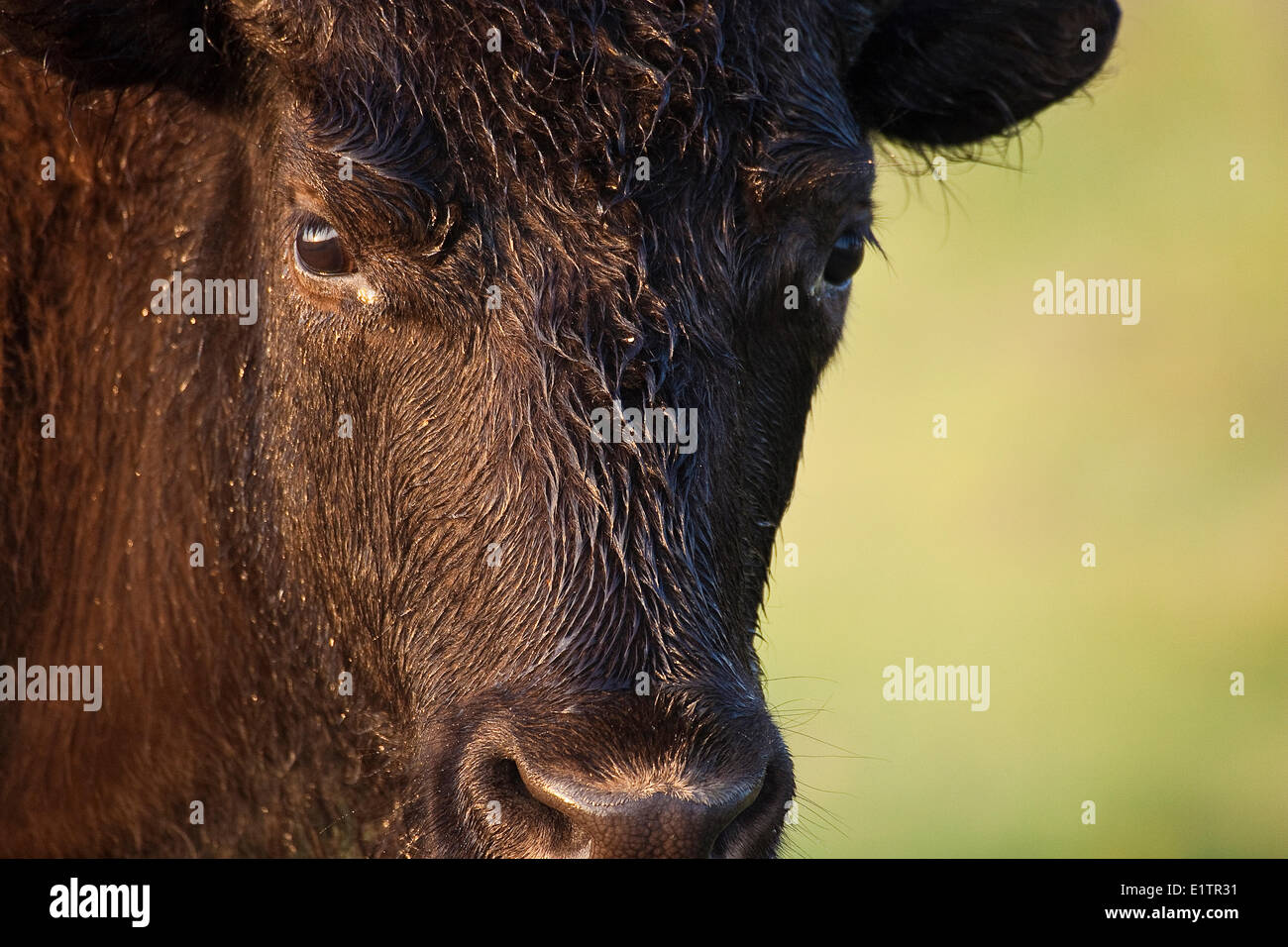 Le Bison, vache Bos bison, avec couvert de rosée, face Parc national Elk Island, en Alberta, Canada Banque D'Images