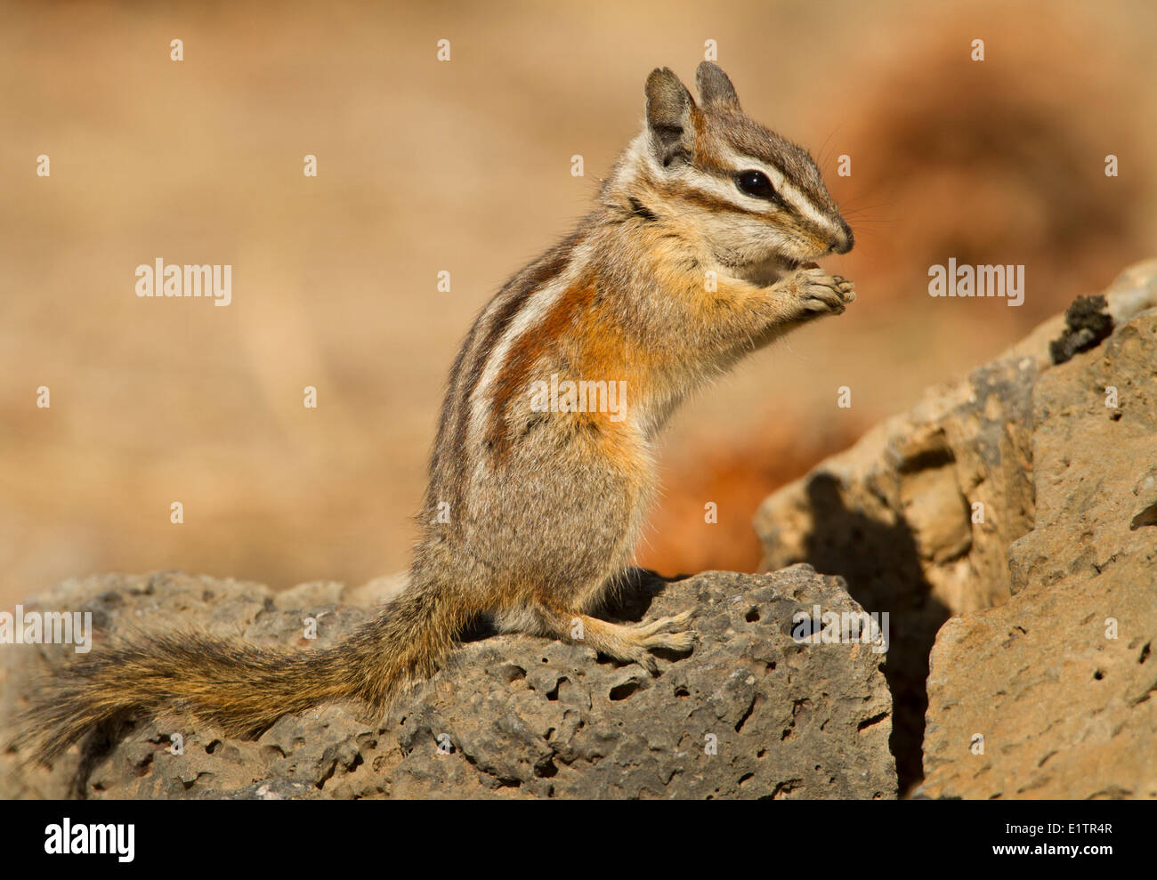 Le tamia mineur, Neotamias minimus, Oregon, US5A Banque D'Images