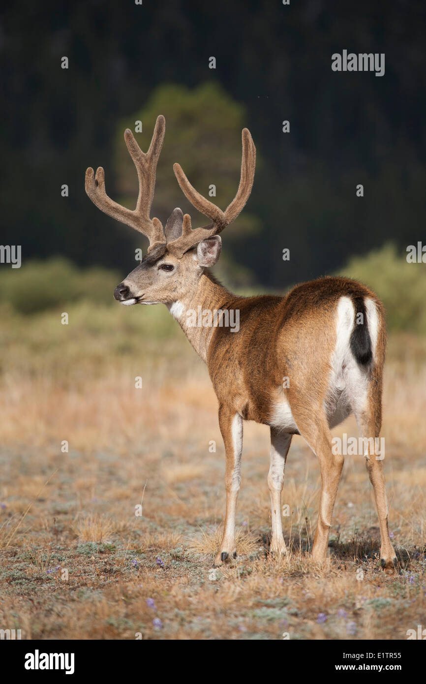 Le cerf mulet, Odocoileus hemionus, Yosemite NP, California, USA Banque D'Images
