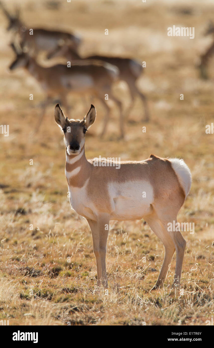 L'antilocapre, Antilocapra americana, au sud-ouest USA, Nouveau Mexique Banque D'Images
