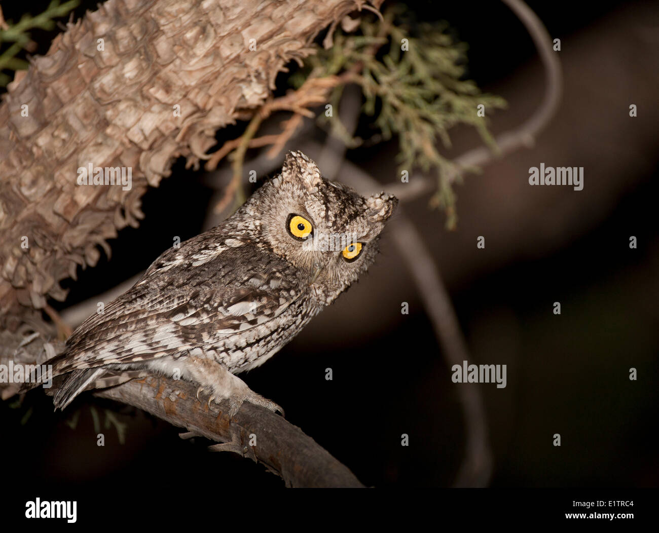 À vibrisses Screech Owl Otus, trichopsis, Okanagan, Colombie-Britannique, Canada Banque D'Images
