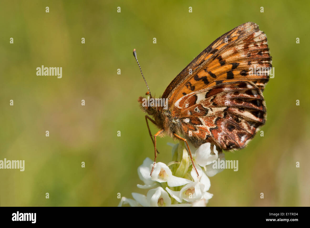 Titania (violet) Fritillary, Boloria titiana, Rocky Mountain Trench, BC, Canada Banque D'Images