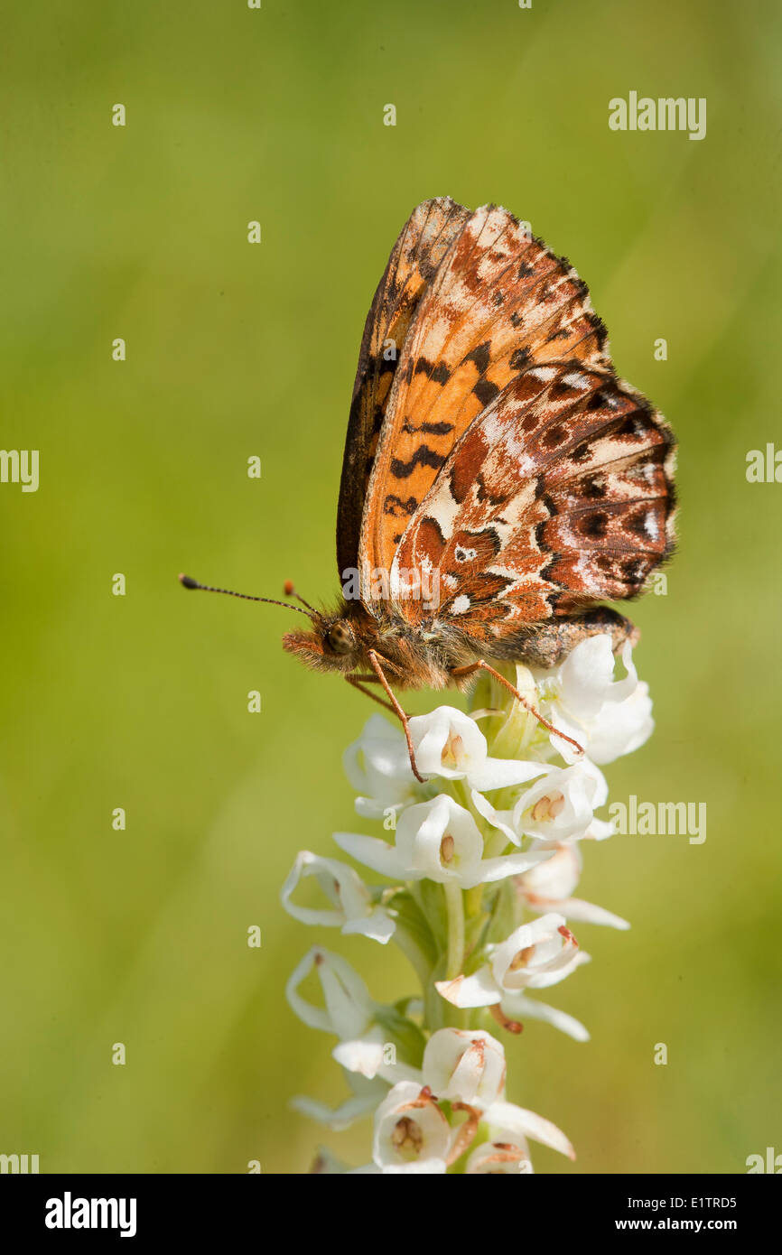 Titania (violet) Fritillary, Boloria titiana, Rocky Mountain Trench, BC, Canada Banque D'Images