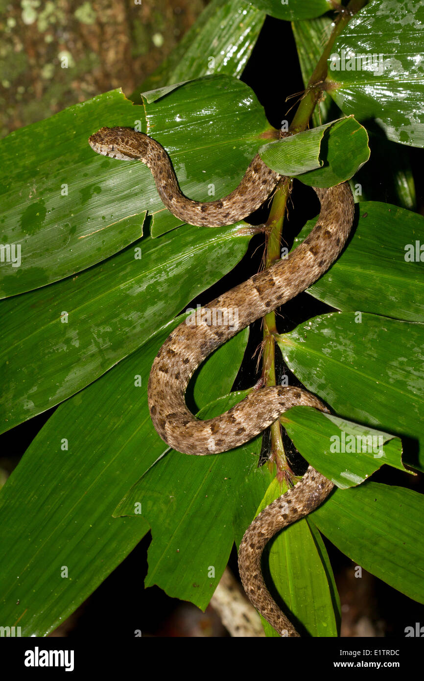 Western Fer-de-lance, Terciopelo, Bothrops atrox, Amazon, Rio Napo, Equateur Banque D'Images