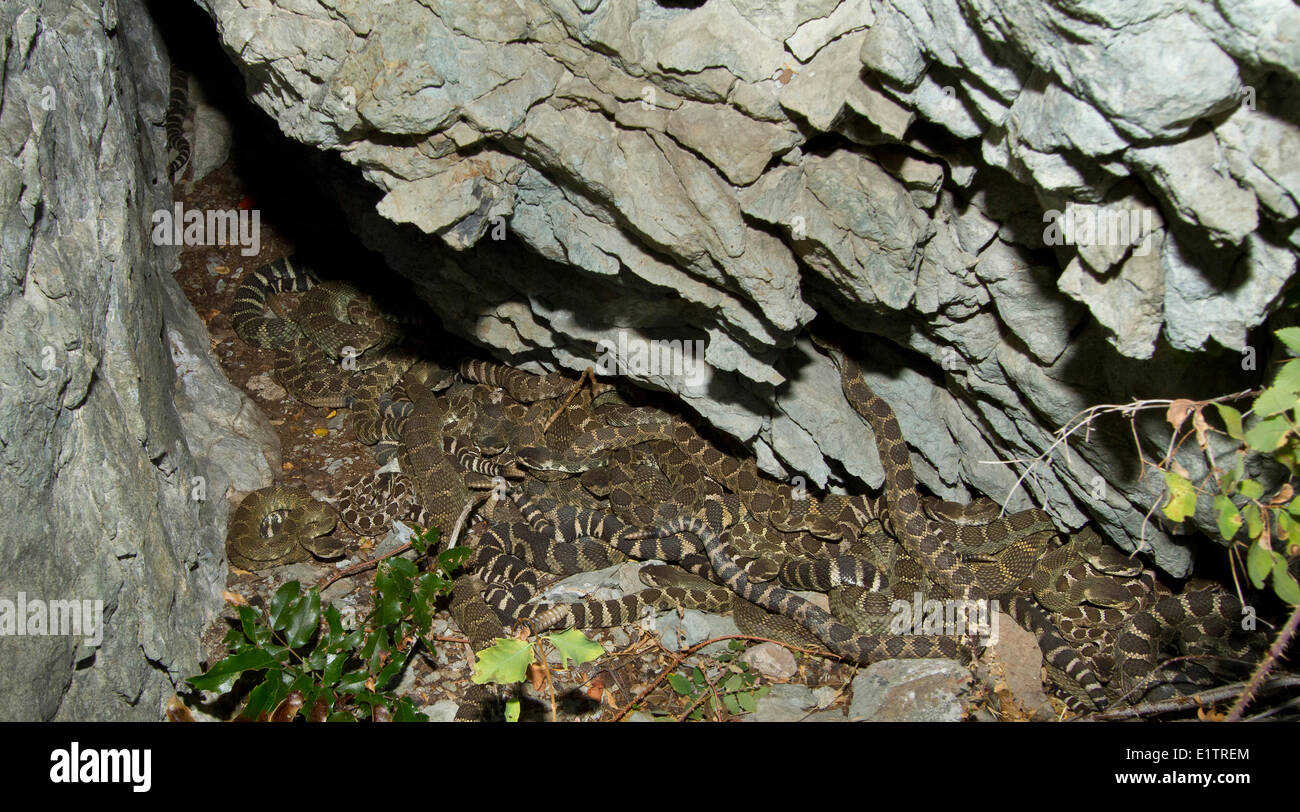 Crotale de l'ouest du Pacifique Nord, Rattlsnake, Crotalus oreganus, snake den, Okanagan, Kamloops, BC, Canada Banque D'Images