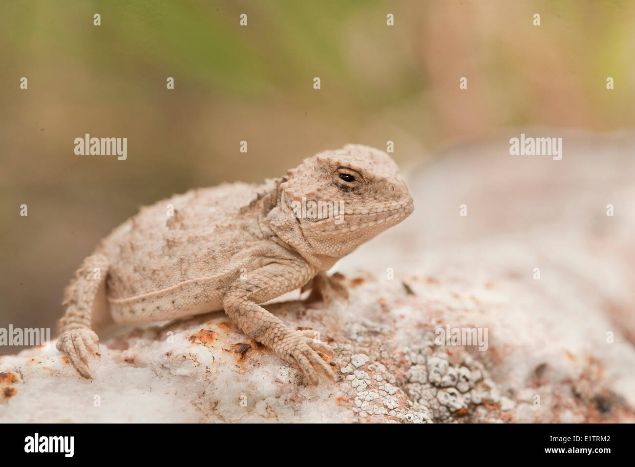 Grand iguane à petites cornes, Phrynosoma hernandesi, Texas, États-Unis Banque D'Images