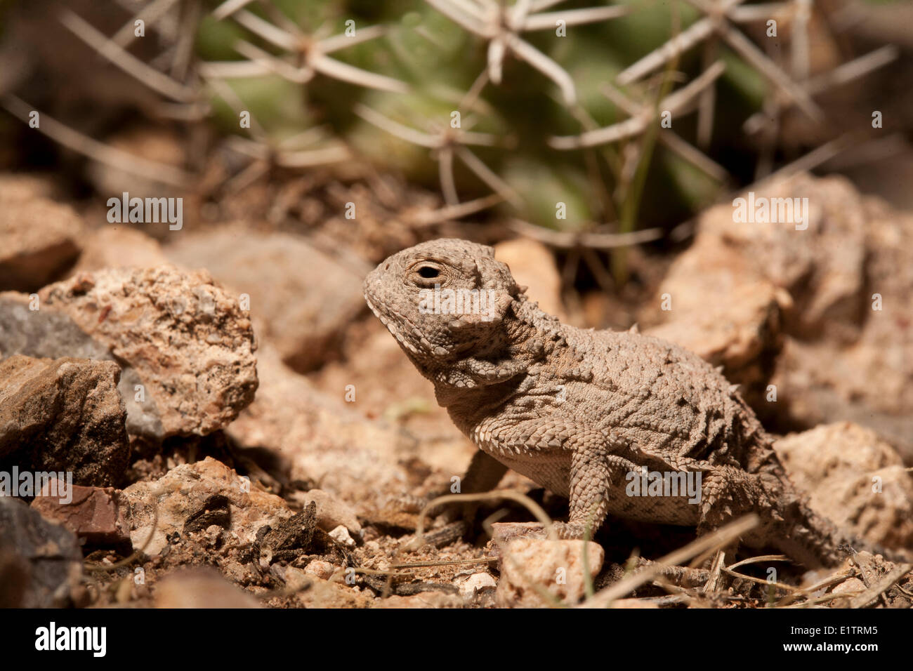 Grand iguane à petites cornes, Phrynosoma hernandesi, Texas, États-Unis Banque D'Images